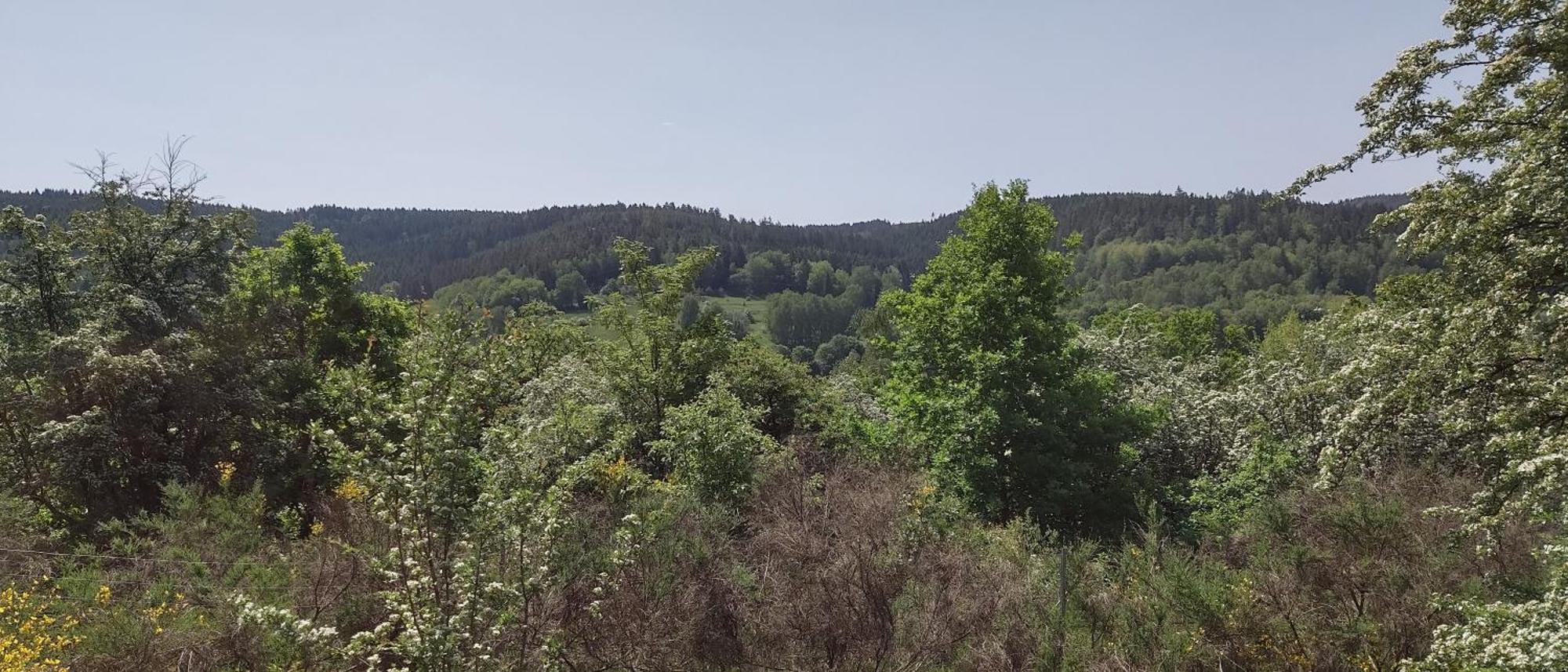 Sessles Waldhaeusschen Dietzhausen Suhl Exteriör bild